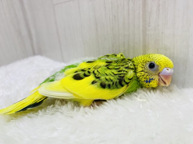 セキセイインコ