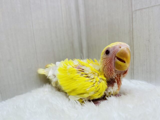 コザクラインコ（小桜インコ）