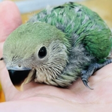 奥深いよ💙小桜インコ（ブルーチェリー）の雛入舎です！