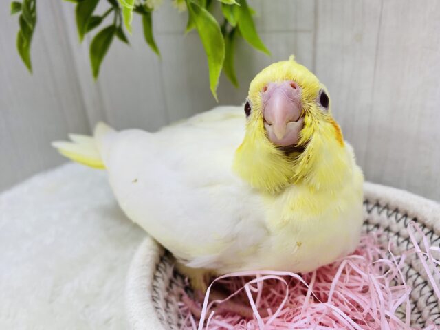 オカメインコ