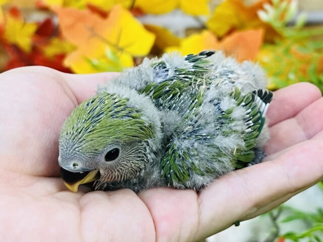 コザクラインコ（小桜インコ）