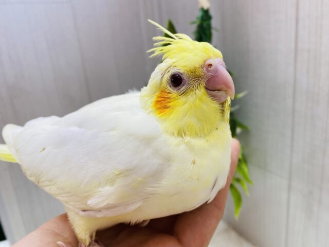 まるまるモチモチたまごちゃん🥚💛オカメインコのルチノー❗️