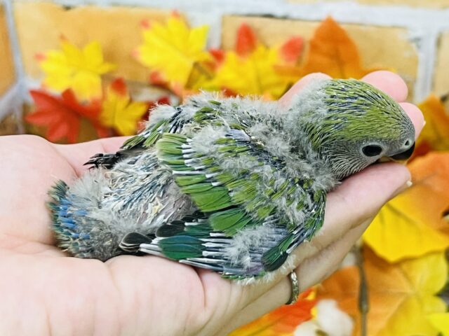 コザクラインコ（小桜インコ）
