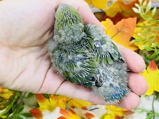 コザクラインコ（小桜インコ）
