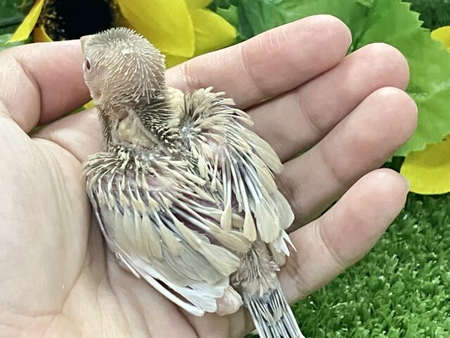 シナモン文鳥