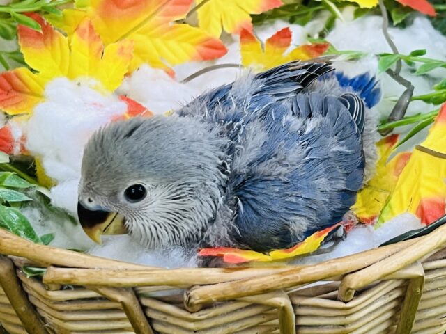 コザクラインコ（小桜インコ）