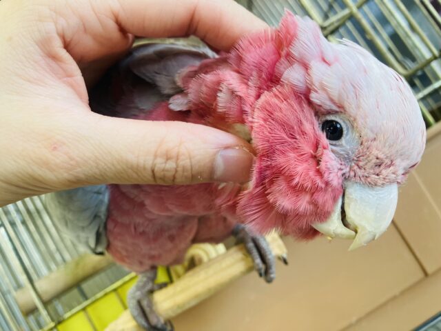 満開の愛嬌🌸♥︎︎∗︎*゚宇宙イチ❢❢ベタなれモモイロインコちゃん💟 モモイロインコ
