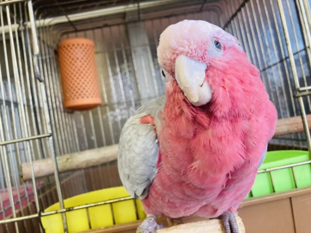 満開の愛嬌🌸♥︎︎∗︎*゚宇宙イチ❢❢ベタなれモモイロインコちゃん💟 モモイロインコ