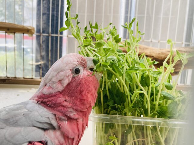 満開の愛嬌🌸♥︎︎∗︎*゚宇宙イチ❢❢ベタなれモモイロインコちゃん💟 モモイロインコ