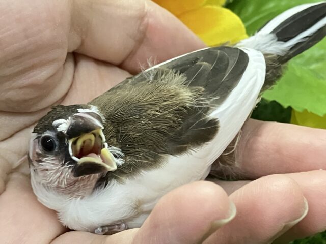 十姉妹（ジュウシマツ）