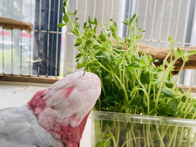 満開の愛嬌🌸♥︎︎∗︎*゚宇宙イチ❢❢ベタなれモモイロインコちゃん💟 モモイロインコ