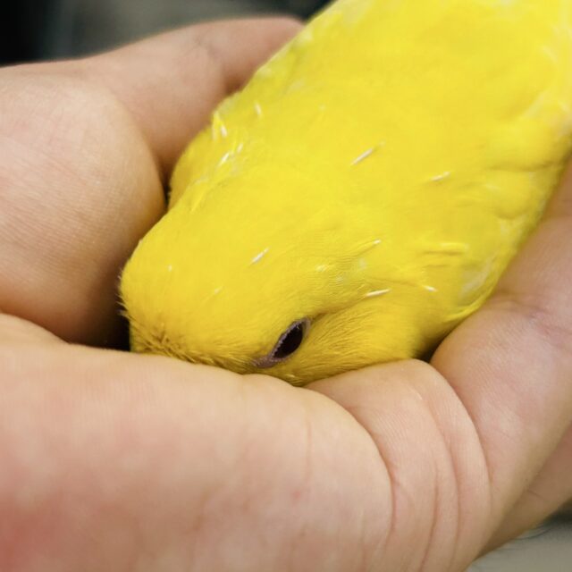 サザナミインコ