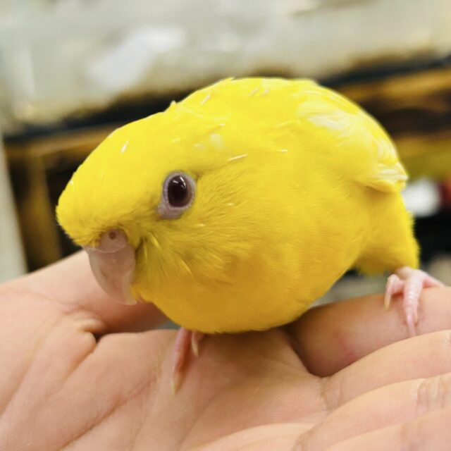 サザナミインコ
