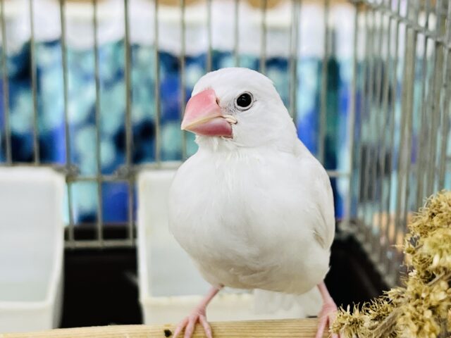 10/2カゴデビュー！パチクリピー🎶白文鳥です♡