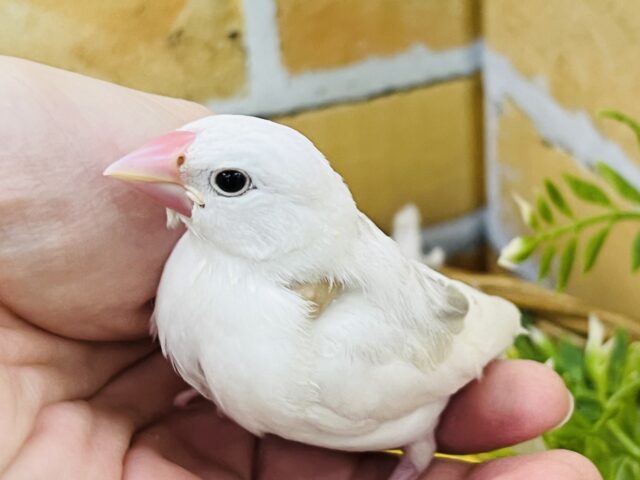 白文鳥