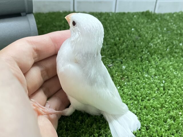 白文鳥