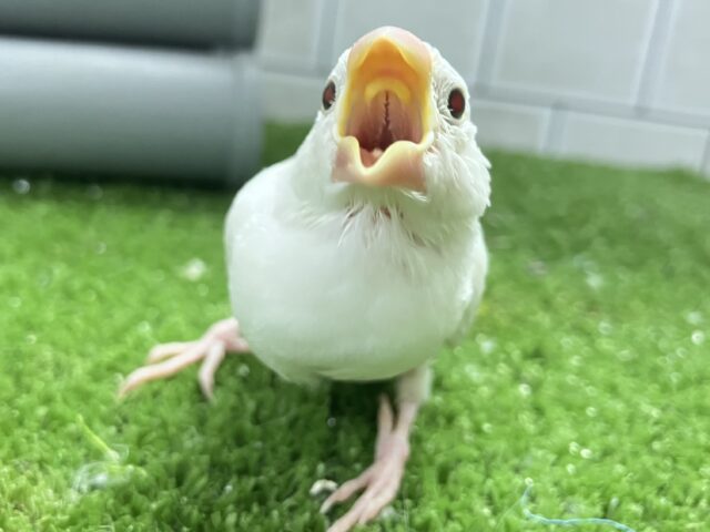 白文鳥