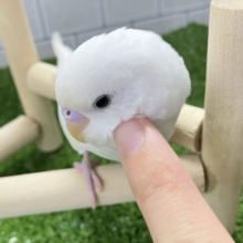 ✨最新画像✨ｽﾗ~🎐 将来は素麺になること…？！🤍⟡.*🍃セキセイインコ(ダブルファクター白/2025年8月生まれ)