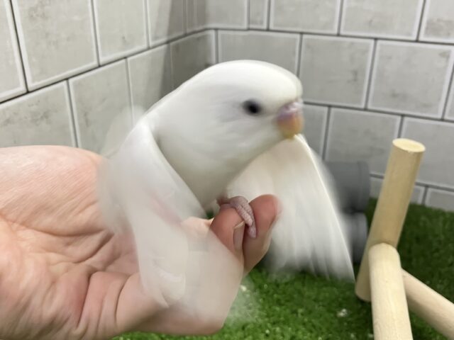 セキセイインコ