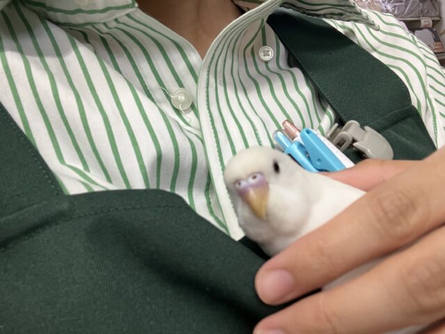 セキセイインコ