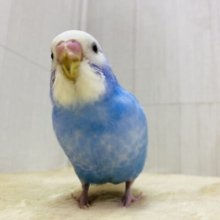 最新画像有ります⭐️青空をお届けしますっ☁️💙セキセイインコのスパングル💫