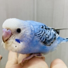 最新画像有ります！！守ってあげたい💕ワタワタおぱんつのセキセイインコ💙オパーリン⭐️
