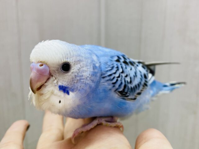 最新画像有ります！！守ってあげたい💕ワタワタおぱんつのセキセイインコ💙オパーリン⭐️