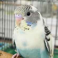 10/8更新よくばりカラーなの🐤セキセイインコのヒナ(4色ハルクイン)入荷しました❤️