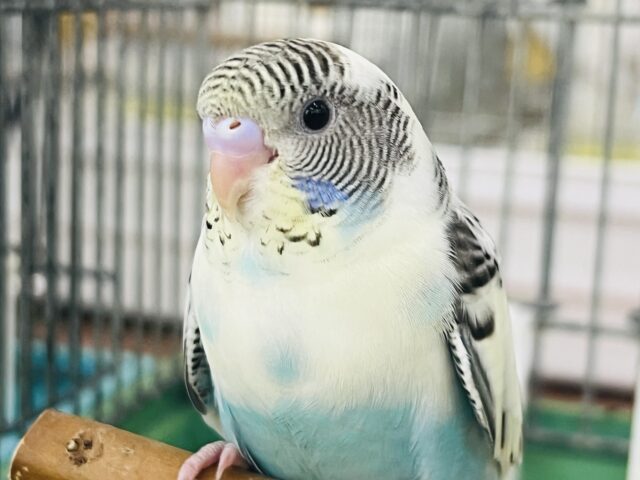 10/8更新よくばりカラーなの🐤セキセイインコのヒナ(4色ハルクイン)入荷しました❤️