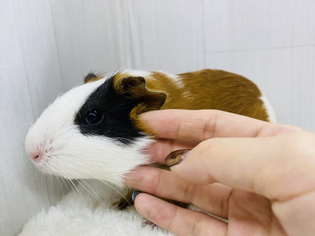 イングリッシュモルモット