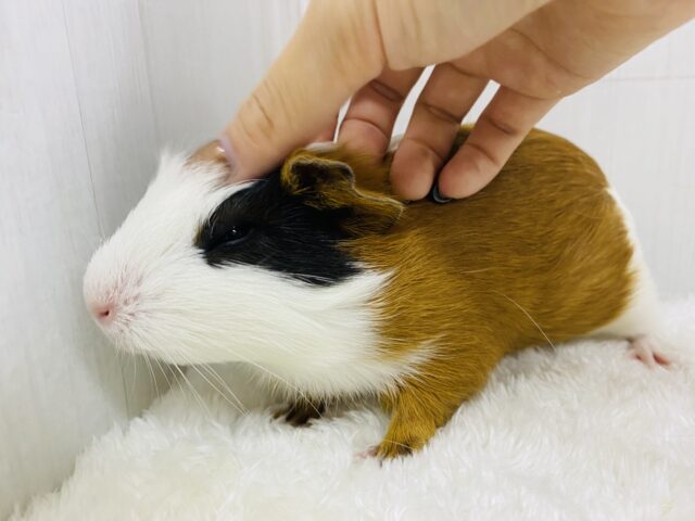 イングリッシュモルモット