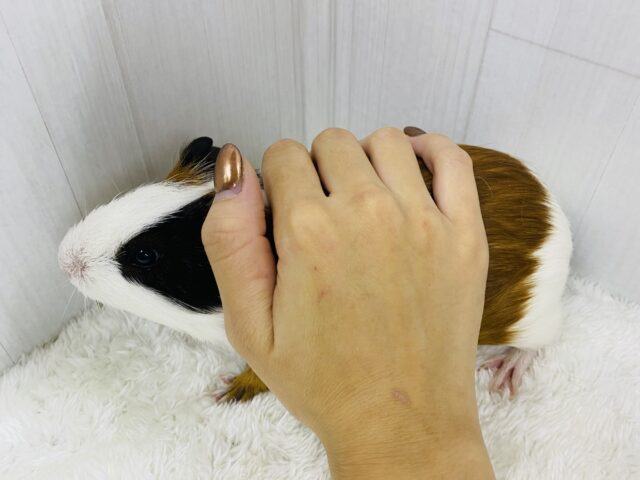 イングリッシュモルモット