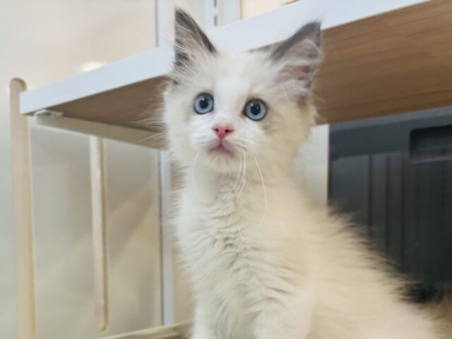 警戒心はどこに忘れてきた…？ラグドールくん！