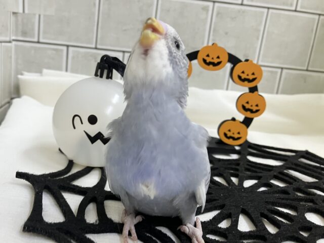 セキセイインコ