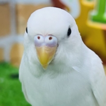 10/8更新☆真っ白ちゃん♡黒目セキセイインコのダブルファクター