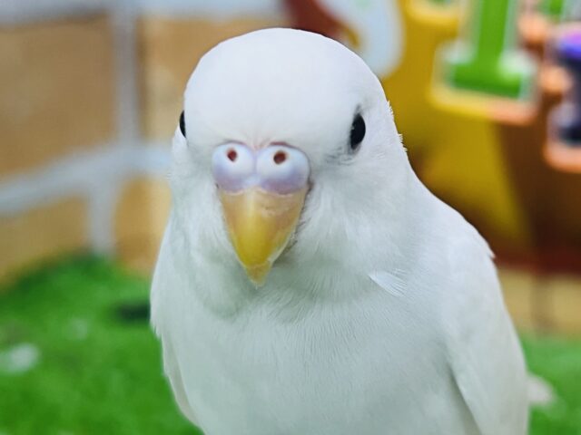 10/8更新☆真っ白ちゃん♡黒目セキセイインコのダブルファクター