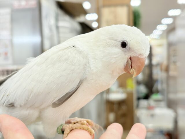 オキナインコ