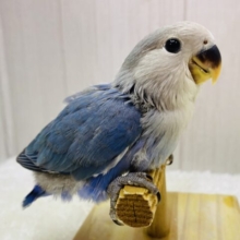最新画像有ります⭐️ﾜﾀﾜﾀ~ෆ˚*まるでペンギンさん🐧💙コザクラインコのブルーチェリー！！