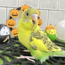 ✨最新画像✨ド派手に柄ガラ❕(^_-)-⭐️セキセイインコ