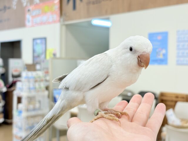 オキナインコ