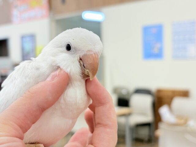 オキナインコ