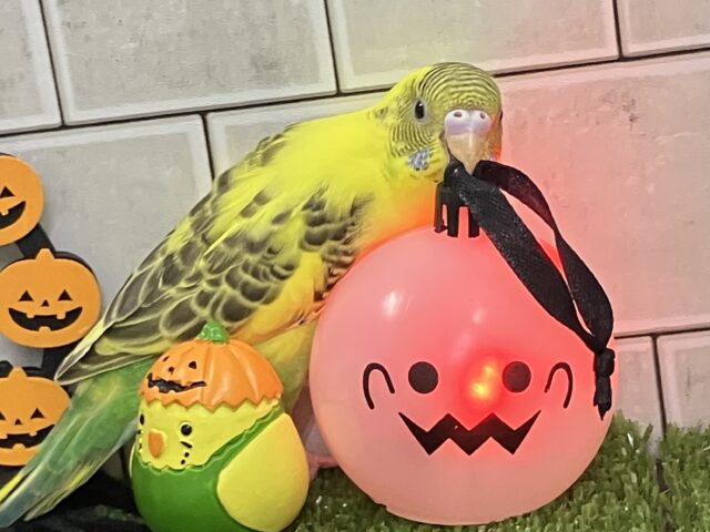 セキセイインコ