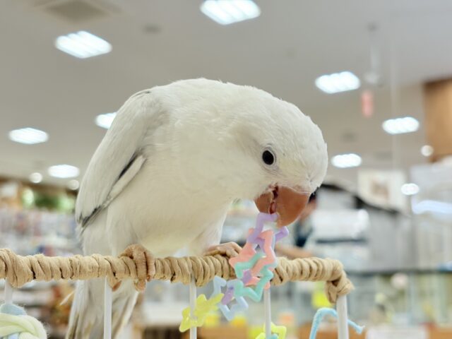 オキナインコ