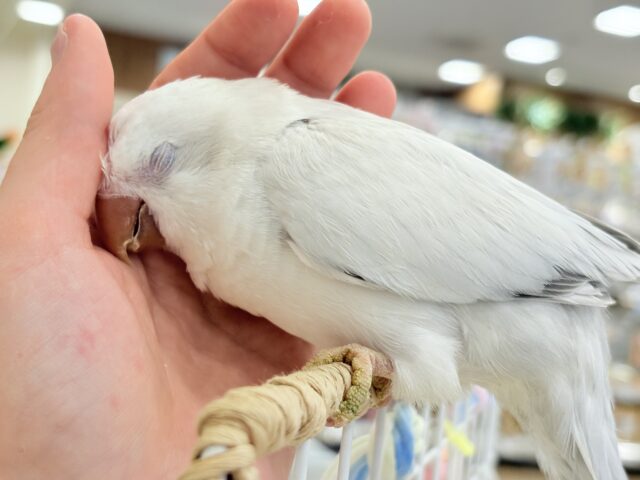 オキナインコ