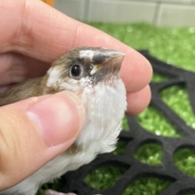 ✨最新画像✨チョコをちょこッとかけてネ♪　ジュウシマツ