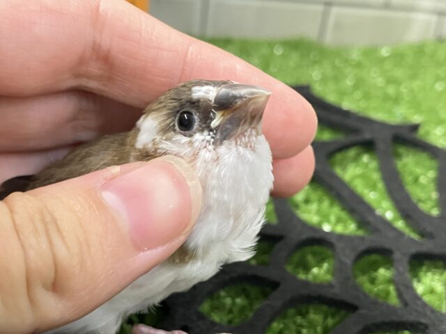 ✨最新画像✨チョコをちょこッとかけてネ♪　ジュウシマツ