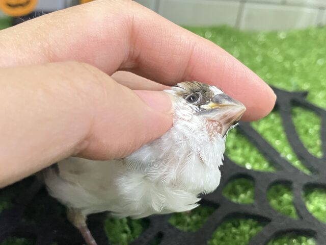 十姉妹（ジュウシマツ）