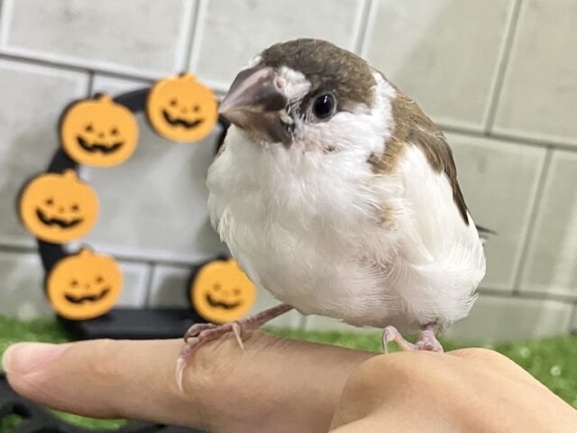 十姉妹（ジュウシマツ）