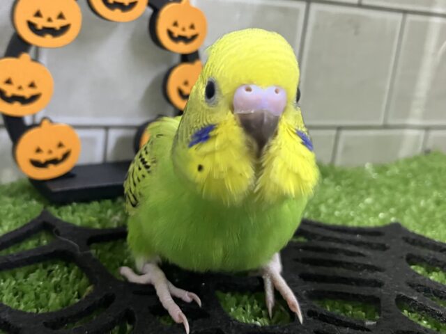 セキセイインコ