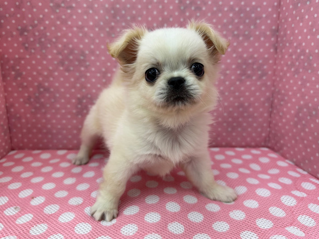 ぶちゃかわ〜❤️ハーフ犬(チワワ✖️ペキニーズ)の女のコきました🌟